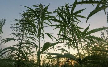 Polda Metro Jaya Tangkap 3 Kurir Ganja di Sumatra, Pengiriman Seberat 112 kg Berhasil Digagalkan