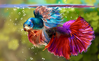 6 Cara Merawat Ikan Cupang Agar Memiliki Umur Panjang