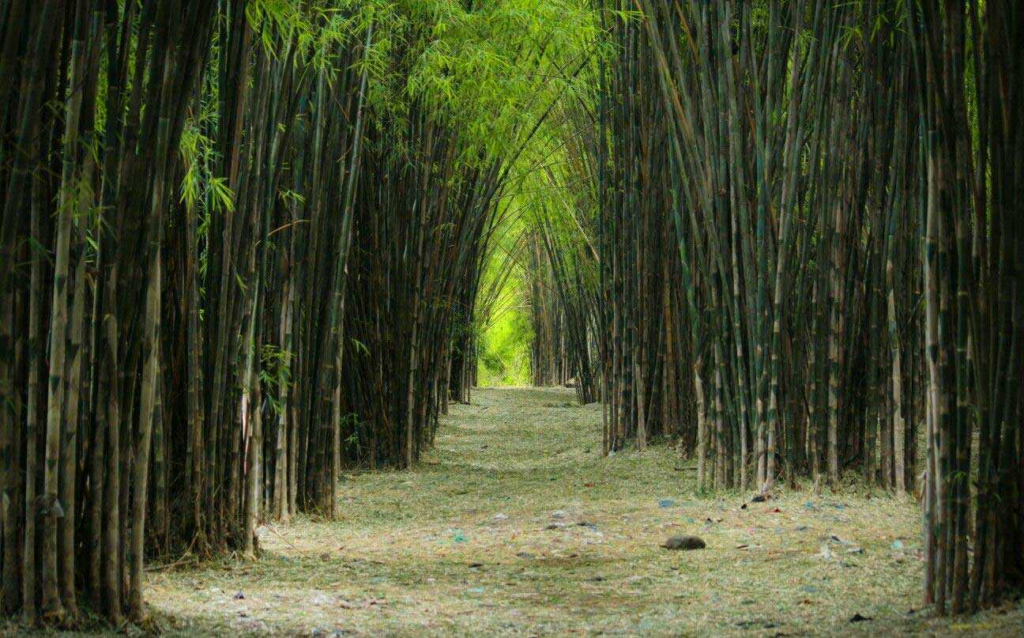 Tempat Wisata di Surabaya ||Hutan Bambu
