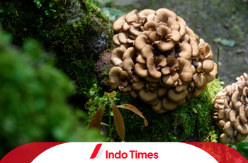 Waspada Jamur Penyebab Kanker dan Penyakit Lainnya yang Ada Pada Makanan