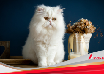 8 Rekomendasi Kucing Persia untuk Pemula dan Cara Merawat yang Tepat