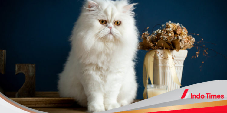 8 Rekomendasi Kucing Persia untuk Pemula dan Cara Merawat yang Tepat