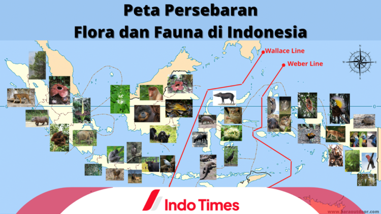 Persebaran Flora Fauna Endemik Indonesia dan Faktor yang Mempengaruhinya