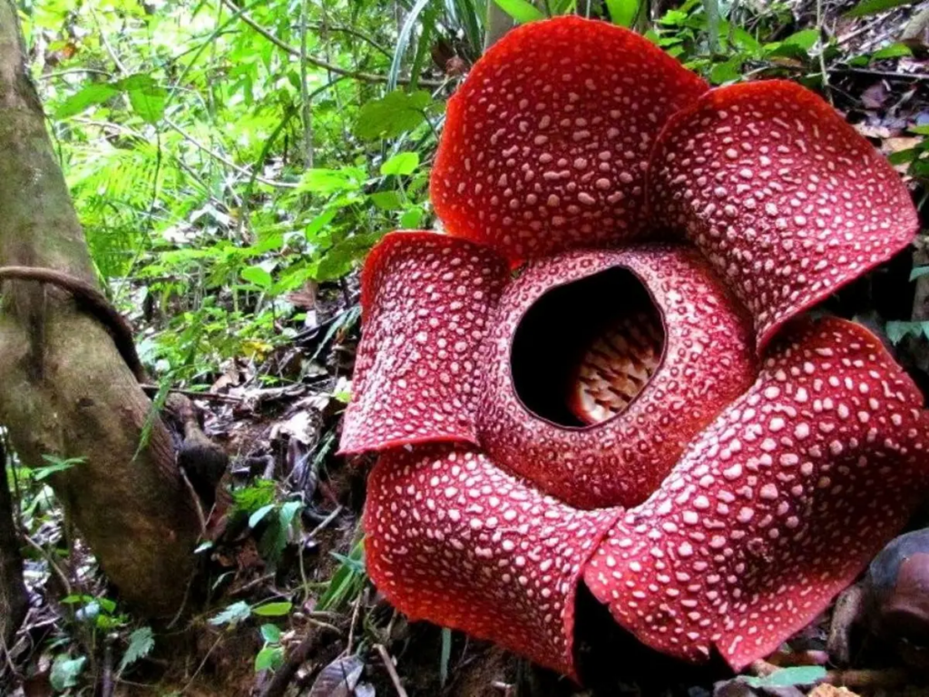 Contoh flora endemik || Bunga Padma Raksasa || Rafflesia Arnoldi