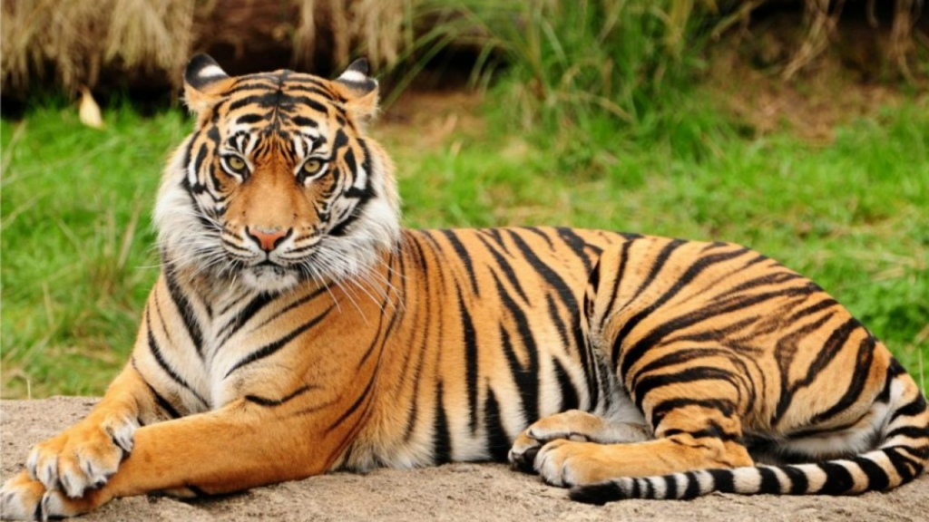 fauna endemik Indonesia || Harimau Sumatera