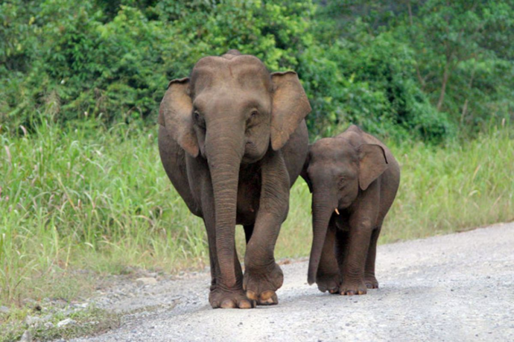 fauna endemik Indonesia || Gajah Kalimantan