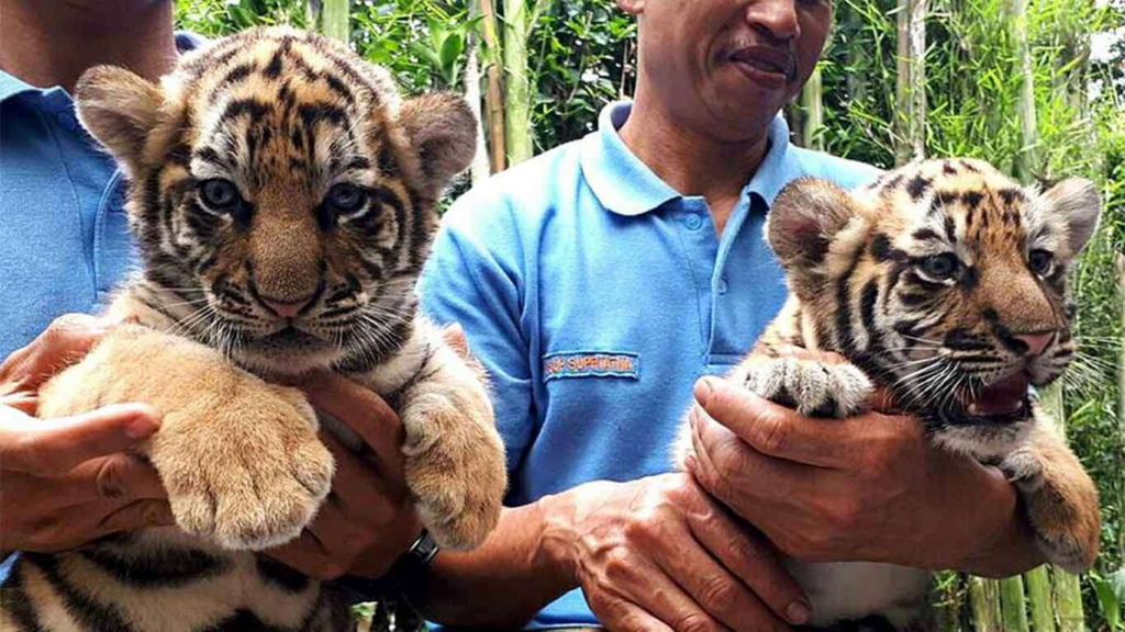 Alasan Kebun Binatang Bandung Terancam Ditutup