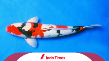 Cek Disini! 3 Cara Memilih Ikan Koi Showa Berkualitas