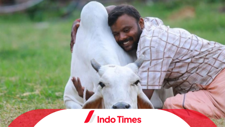 Heboh Hari Peluk Sapi Ganti Tradisi Valentine India, Dianggap Penting bagi Mental Health 1 Heboh Hari Peluk Sapi Ganti Tradisi Valentine India, Dianggap Penting bagi Mental Health