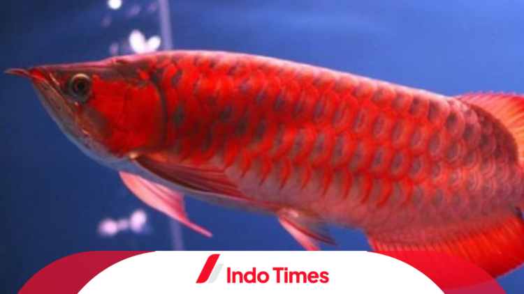 13 Ikan Arwana Termahal di Dunia, Harganya Bisa Mencapai Rp5,7M, Lho! 1 13 Ikan Arwana Termahal di Dunia, Harganya Bisa Mencapai Rp5,7M, Lho!