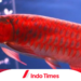 13 Ikan Arwana Termahal di Dunia, Harganya Bisa Mencapai Rp5,7M, Lho! 3 13 Ikan Arwana Termahal di Dunia, Harganya Bisa Mencapai Rp5,7M, Lho!