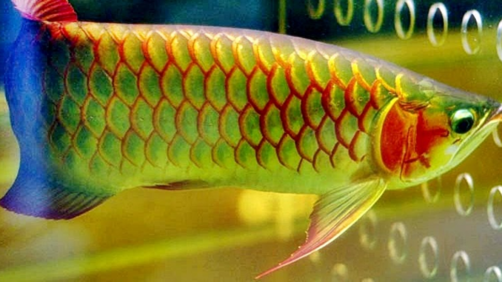 Cara Mengetahui Perbedaan Ikan Air Arwana Jantan dan Betina dengan Metode AGI 