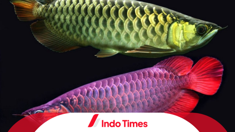 7 Cara Efektif Mengetahui Perbedaan Ikan Air Arwana Jantan dan Betina 1 7 Cara Efektif Mengetahui Perbedaan Ikan Air Arwana Jantan dan Betina