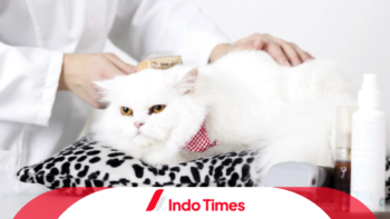 10 Rekomendasi Shampo Kucing Anti Kutu Andalan dan Berkualitas