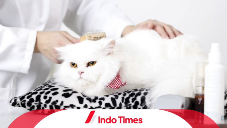 10 Rekomendasi Shampo Kucing Anti Kutu Andalan dan Berkualitas 1 10 Rekomendasi Shampo Kucing Anti Kutu Andalan dan Berkualitas