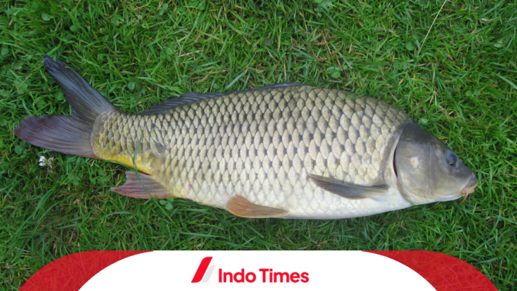 4 Racikan Umpan Ikan Mas Air Hijau Paling Galak! 