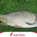 4 Racikan Umpan Ikan Mas Air Hijau Paling Galak! 