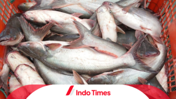 10 Umpan Ikan Patin yang Sulit Dipancing