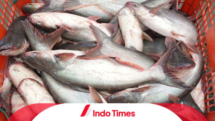 10 Umpan Ikan Patin yang Sulit Dipancing 1 10 Umpan Ikan Patin yang Sulit Dipancing