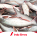 10 Umpan Ikan Patin yang Sulit Dipancing 3 10 Umpan Ikan Patin yang Sulit Dipancing