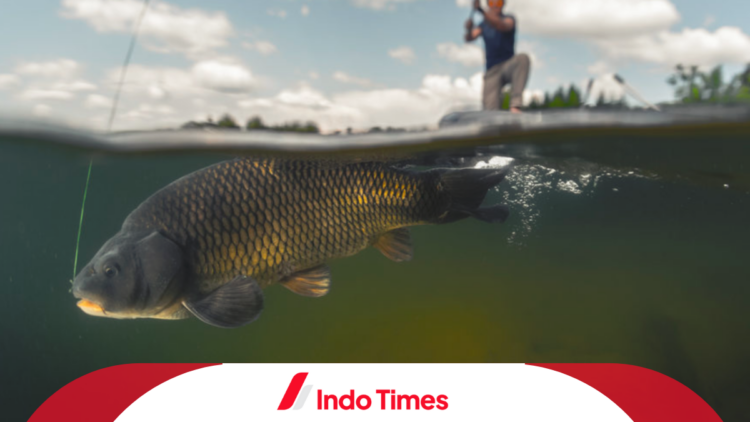 Rekomendasi 9 Umpan Ikan Tombro Untuk Para Juara