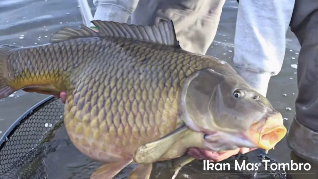 Mengenal Ikan Tombro