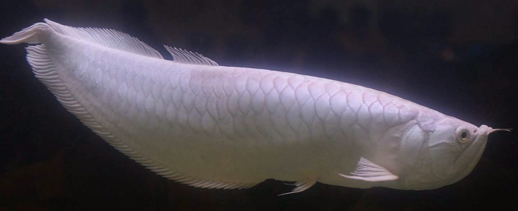 Ikan Arwana Brazil 