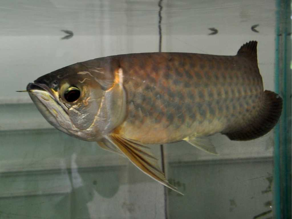 Ikan Arwana Banjar