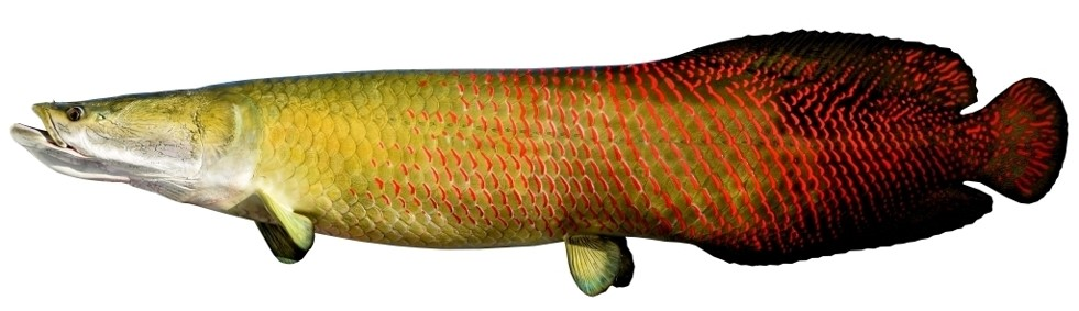Ikan Arwana Arapaima