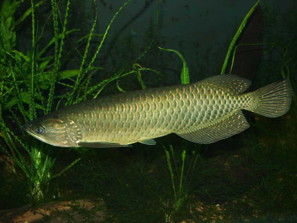 Ikan Arwana Jardini