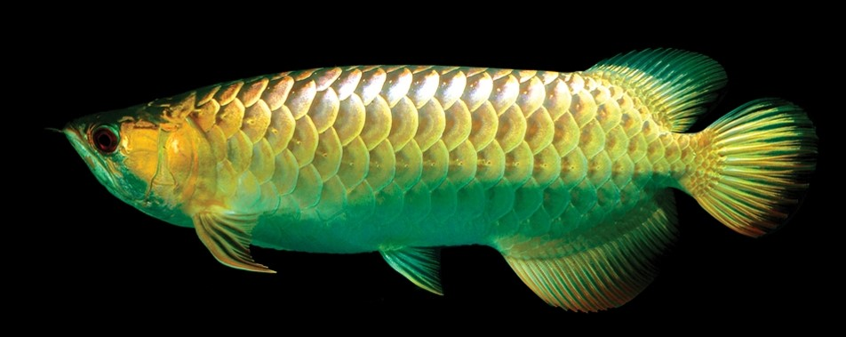 Ikan Arwana Hijau