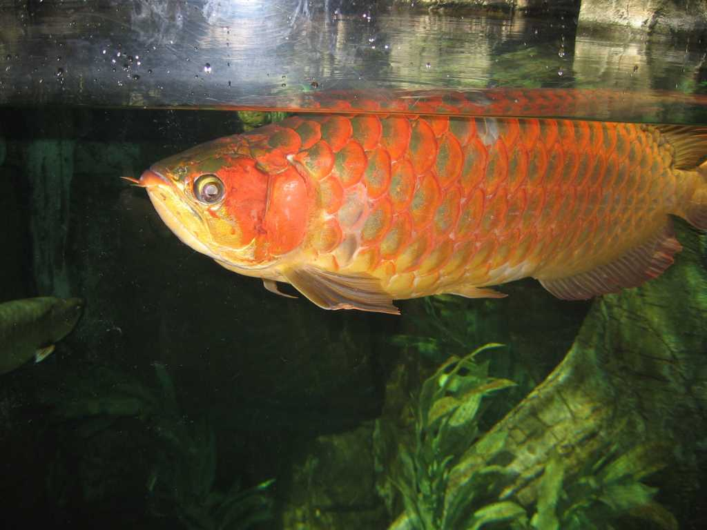 Ikan Arwana Red Tail Golden 