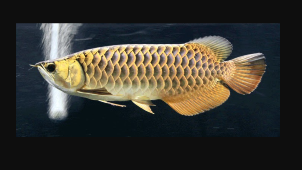Ikan Arwana Black Golden