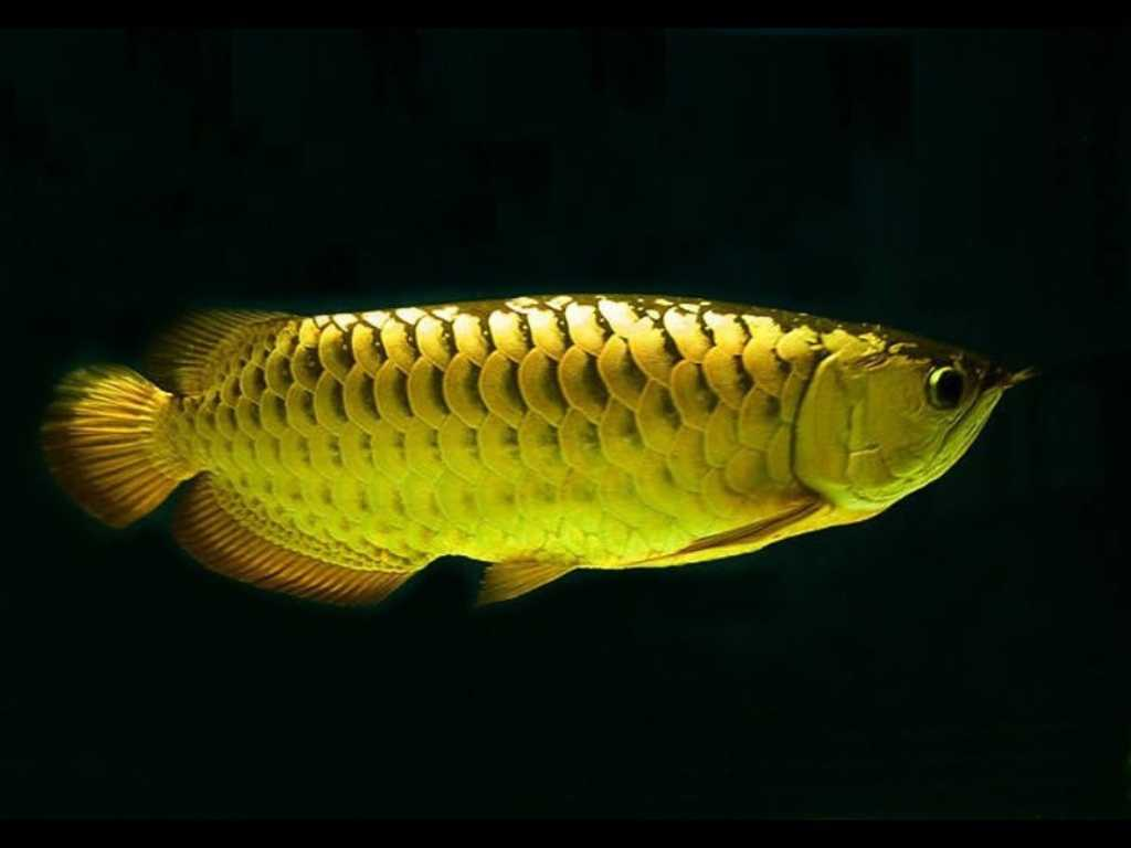 Ikan Arwana Crossback Golden