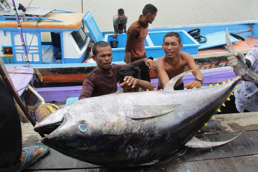 Tips Jitu Mencari Ikan || Tentukan Target Tangkapan