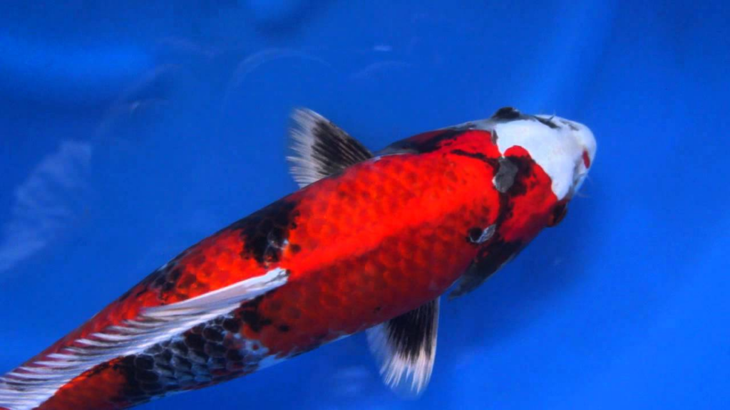Mengenal Ikan Koi Showa