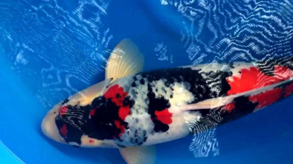 Cara Memilih Ikan Koi Showa Berkualitas: Ini 3 Pedomannya