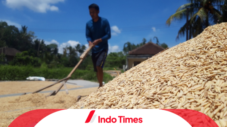 Kenaikan Harga Gabah dan Beras 2023 Diperkirakan Berkisar 9 Persen