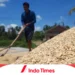 Kenaikan Harga Gabah dan Beras 2023 Diperkirakan Berkisar 9 Persen 3 Kenaikan Harga Gabah dan Beras 2023 Diperkirakan Berkisar 9 Persen