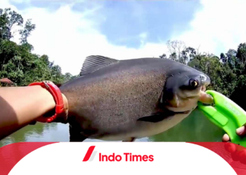 3 Tips Cara Memancing Ikan Bawal, Berikut Jenis Umpannya yang Efektif