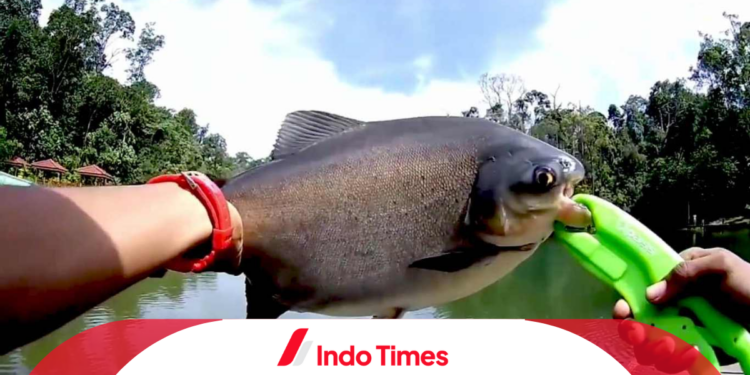 3 Tips Cara Memancing Ikan Bawal, Berikut Jenis Umpannya yang Efektif 1 3 Tips Cara Memancing Ikan Bawal, Berikut Jenis Umpannya yang Efektif