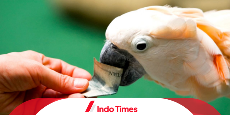 10 Cara Merawat Burung Kakak Tua Jadi Jinak dan Bersuara Nyaring 1 10 Cara Merawat Burung Kakak Tua Jadi Jinak dan Bersuara Nyaring