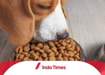 10 Rekomendasi Makanan Anjing Terbaik, Tidak Hanya Menjaga Kesehatan, Juga Membuat Bulu Berkilau