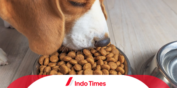 10 Rekomendasi Makanan Anjing Terbaik, Tidak Hanya Menjaga Kesehatan, Juga Membuat Bulu Berkilau 1 10 Rekomendasi Makanan Anjing Terbaik, Tidak Hanya Menjaga Kesehatan, Juga Membuat Bulu Berkilau