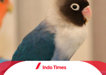 10 Merk Makanan Burung Lovebird Biar Gacor, Sehat dan Kuat Ngekek Panjang