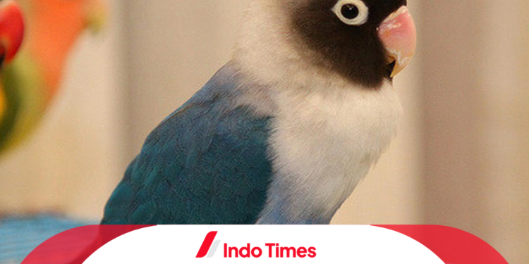 10 Merk Makanan Burung Lovebird Biar Gacor, Sehat dan Kuat Ngekek Panjang 1 10 Merk Makanan Burung Lovebird Biar Gacor, Sehat dan Kuat Ngekek Panjang