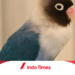 10 Merk Makanan Burung Lovebird Biar Gacor, Sehat dan Kuat Ngekek Panjang 12 10 Merk Makanan Burung Lovebird Biar Gacor, Sehat dan Kuat Ngekek Panjang