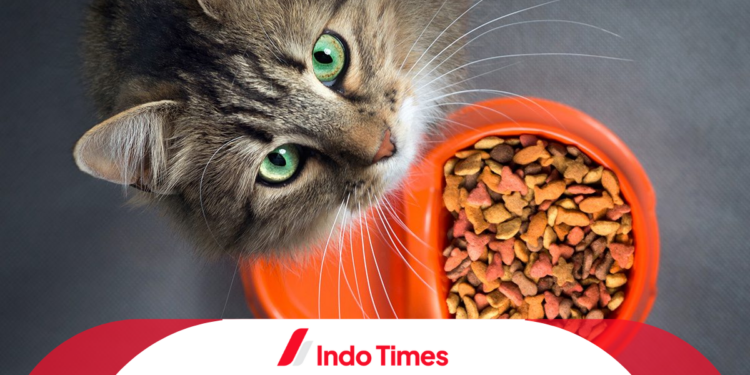 10 Produk Makanan Kucing yang Bagus dan Kaya Nutrisi. Kucing Semakin Sehat! 1 10 Produk Makanan Kucing yang Bagus dan Kaya Nutrisi. Kucing Semakin Sehat!