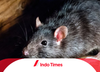 Penderita Leptospirosis di Kabupaten Pacitan Meningkat, Butuh Kerjasama Antara Pemerintah dan Masyarakat 1 Penderita Leptospirosis di Kabupaten Pacitan Meningkat, Butuh Kerjasama Antara Pemerintah dan Masyarakat