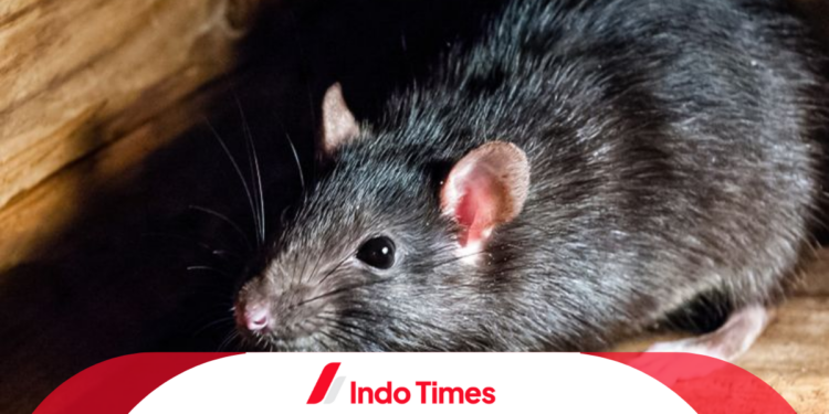 Penderita Leptospirosis di Kabupaten Pacitan Meningkat, Butuh Kerjasama Antara Pemerintah dan Masyarakat